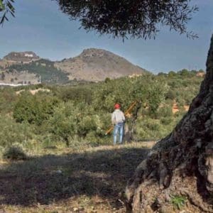 proxima fecha de la feria del aceite de archidona malaga