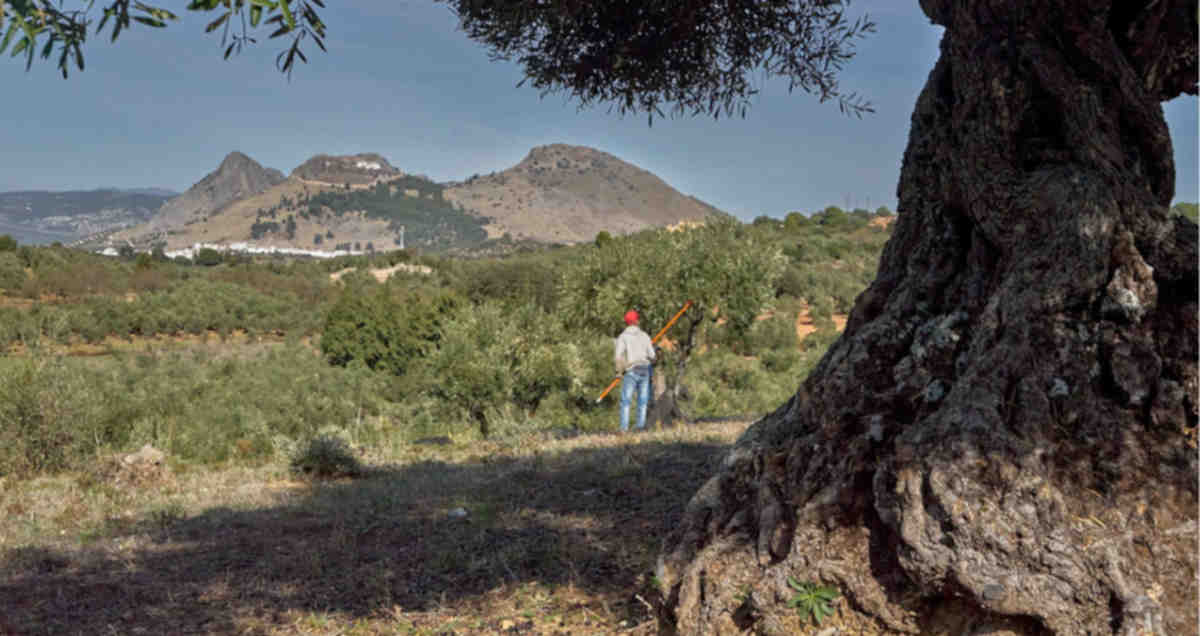 proxima fecha de la feria del aceite de archidona malaga