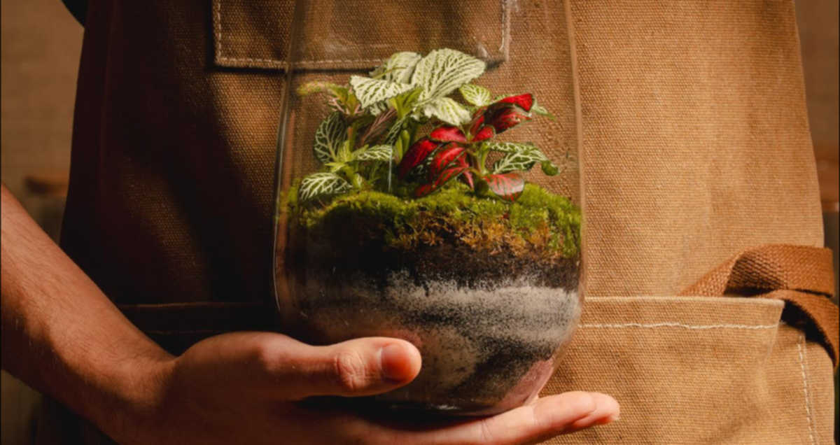 taller de terrarios en Málaga con ecodecs